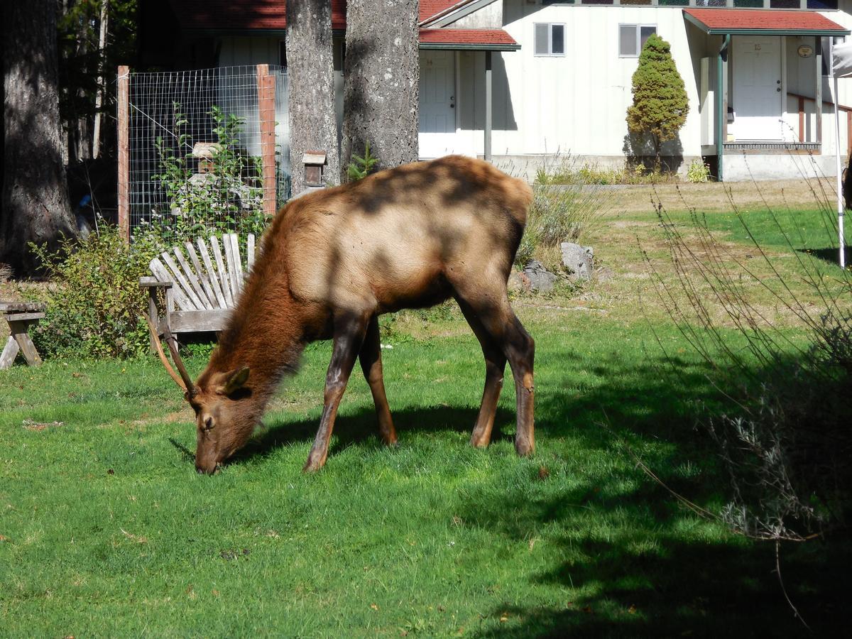 Mountain View Lodge - No Pets Allowed Packwood Buitenkant foto